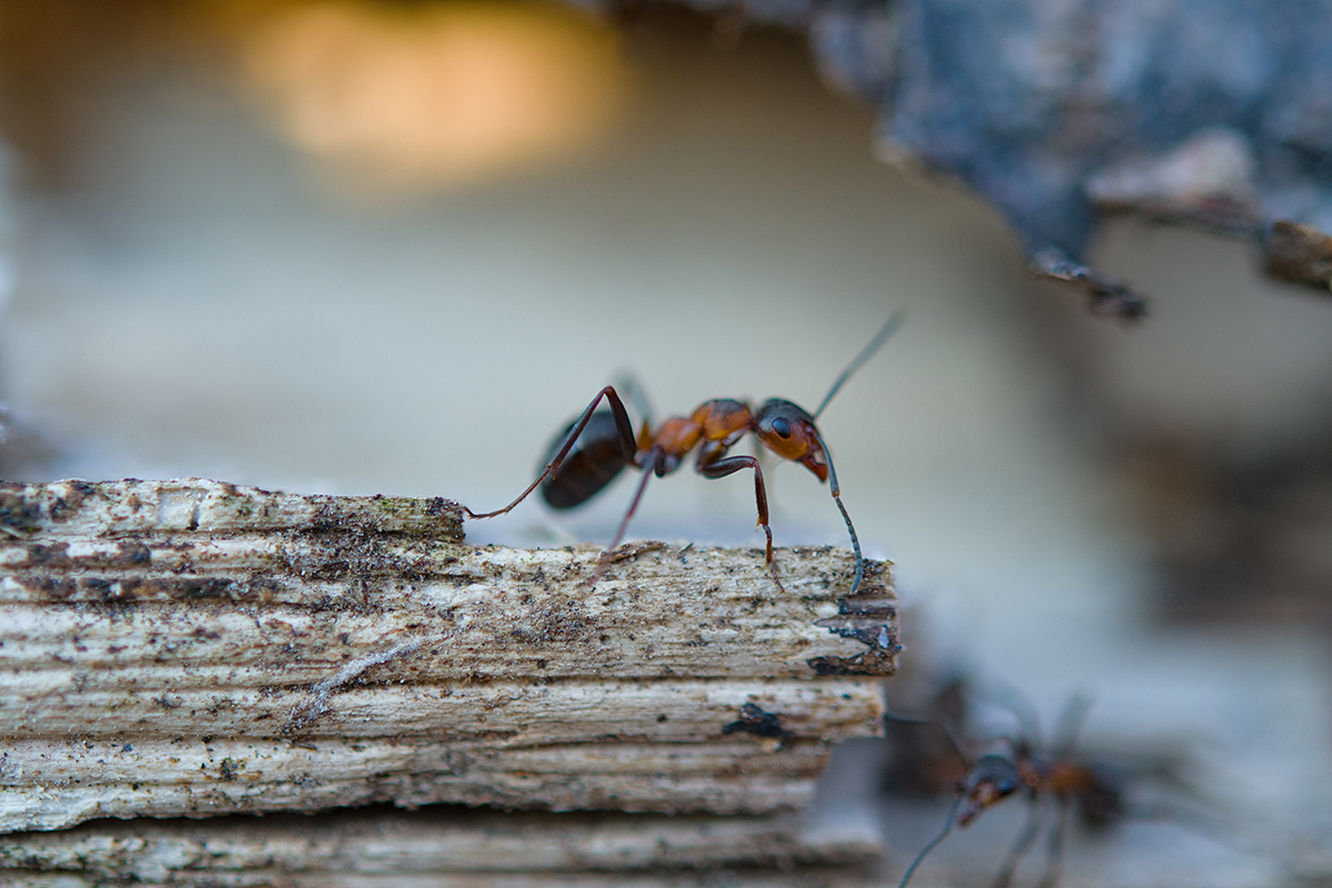 Baltimore MD Pest Control: Comprehensive Solutions with Bug Squashers of Maryland | Bug Squashers of Maryland