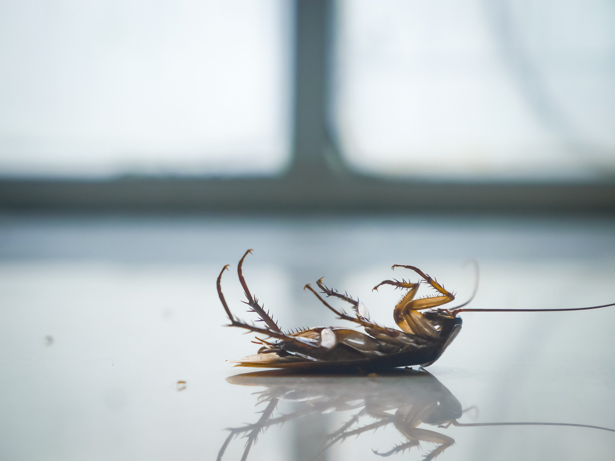 Cockroach Control in October: How Bug Squasher's of Maryland Can Help Keep Your Home Safe | Bug Squashers of Maryland