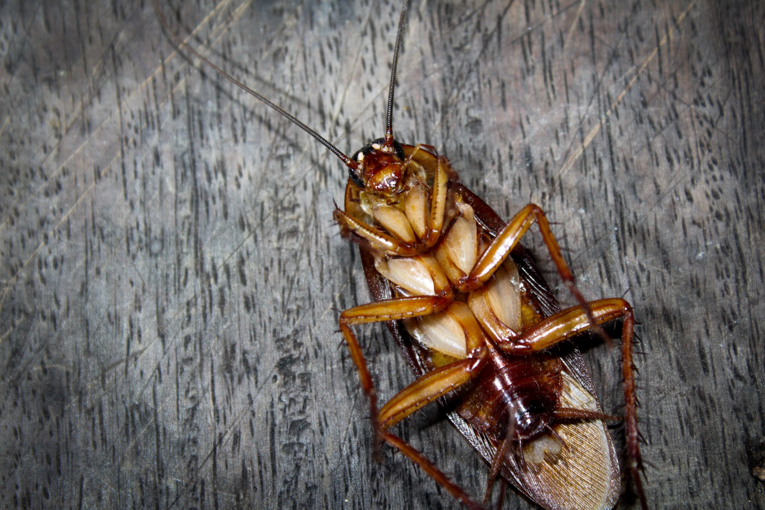 Comprehensive Pest Control Services Across Maryland: Your Solution for Roach Infestations | Bug Squashers of Maryland