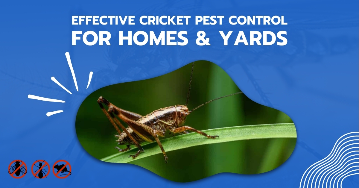 Effective Cricket Pest Control for Homes And Yards | Bug Squashers of Maryland