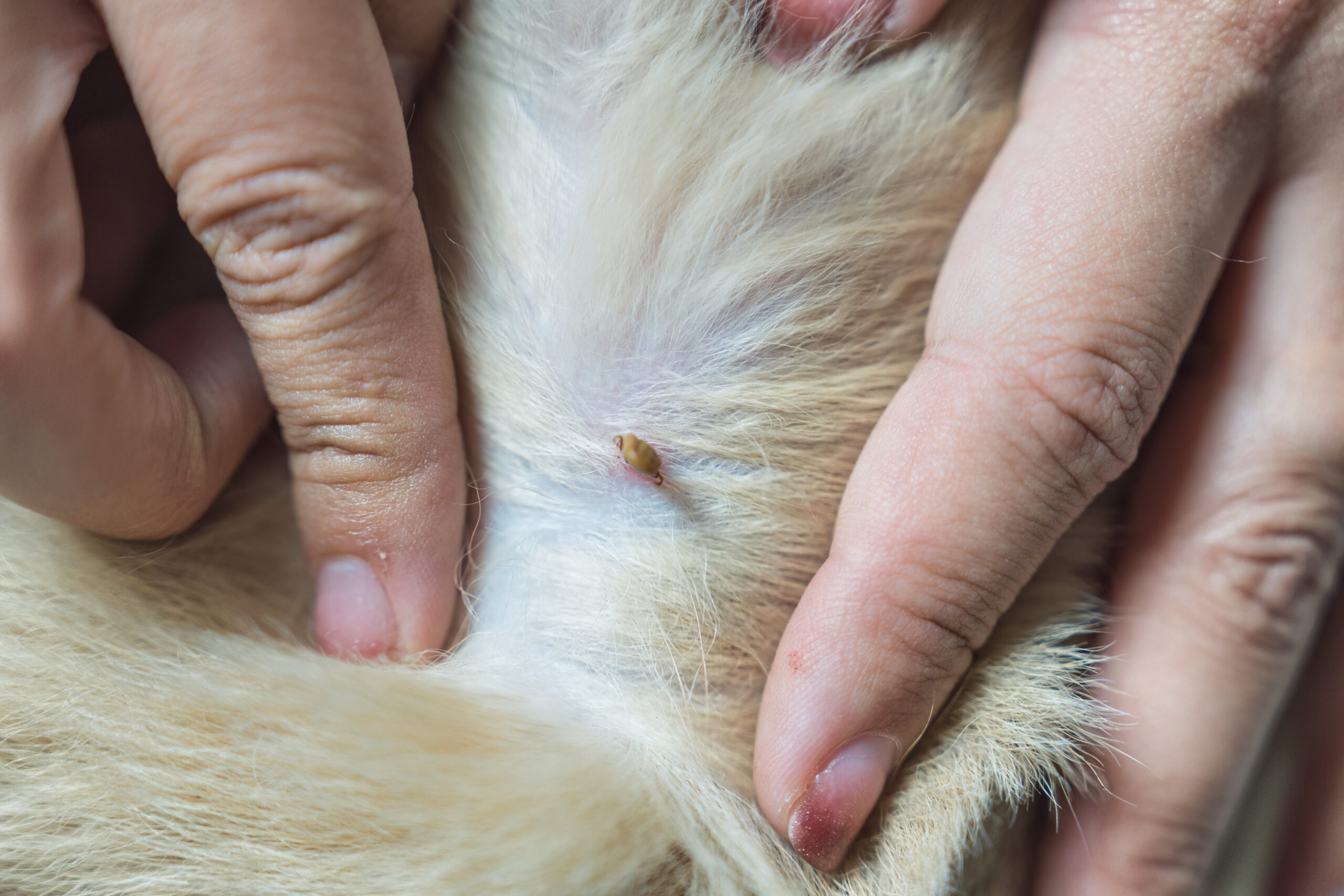 Effective Flea Control and Extermination in Maryland with Bug Squashers | Bug Squashers of Maryland