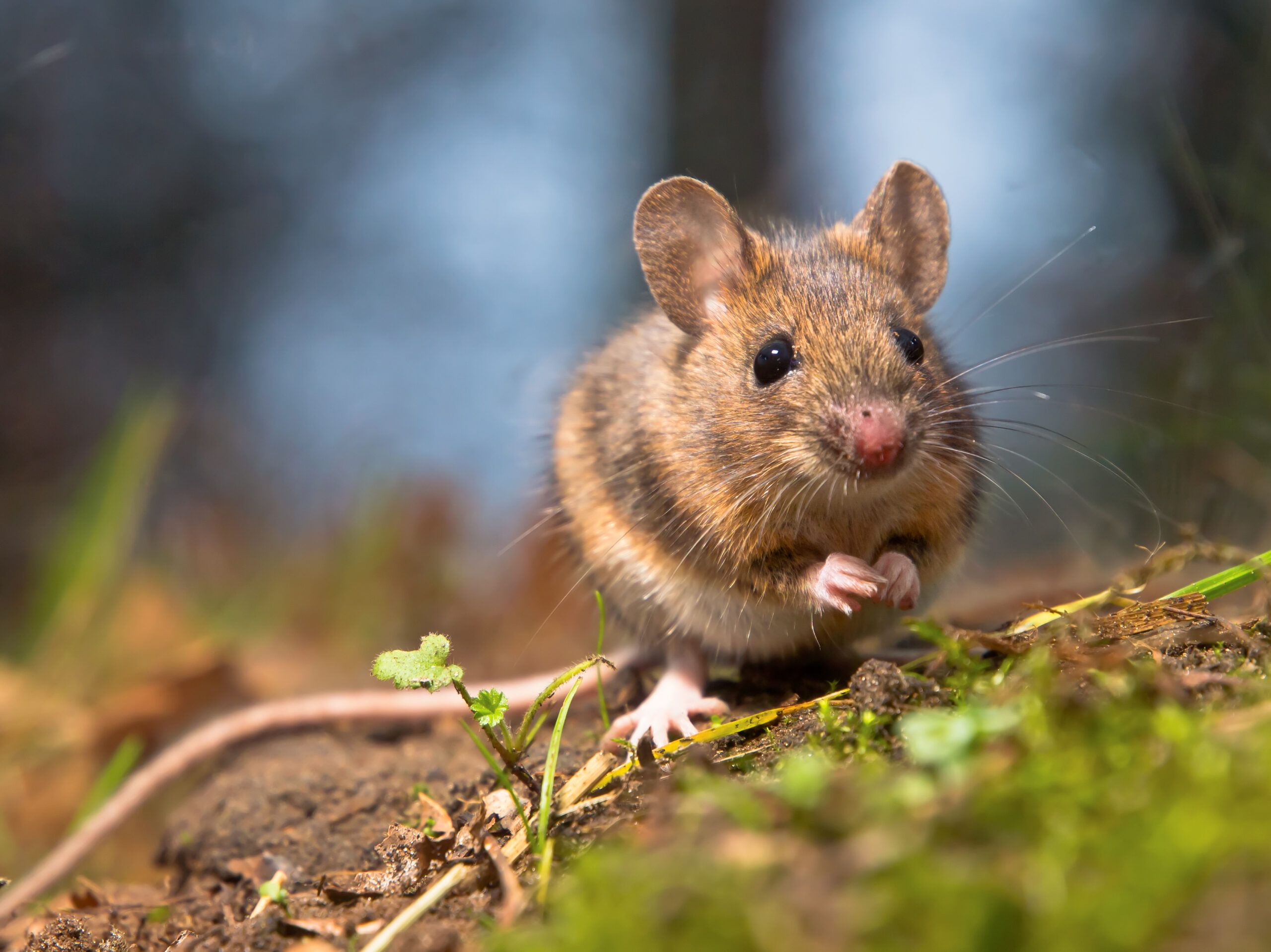 Effective Mice & Rat Control with Bug Squashers of Maryland | Bug Squashers of Maryland