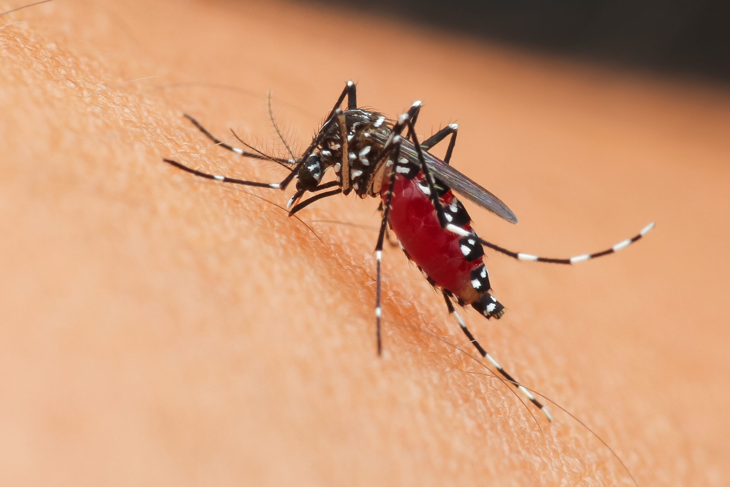 Effective Mosquito Control in Maryland: A Comprehensive Guide | Bug Squashers of Maryland