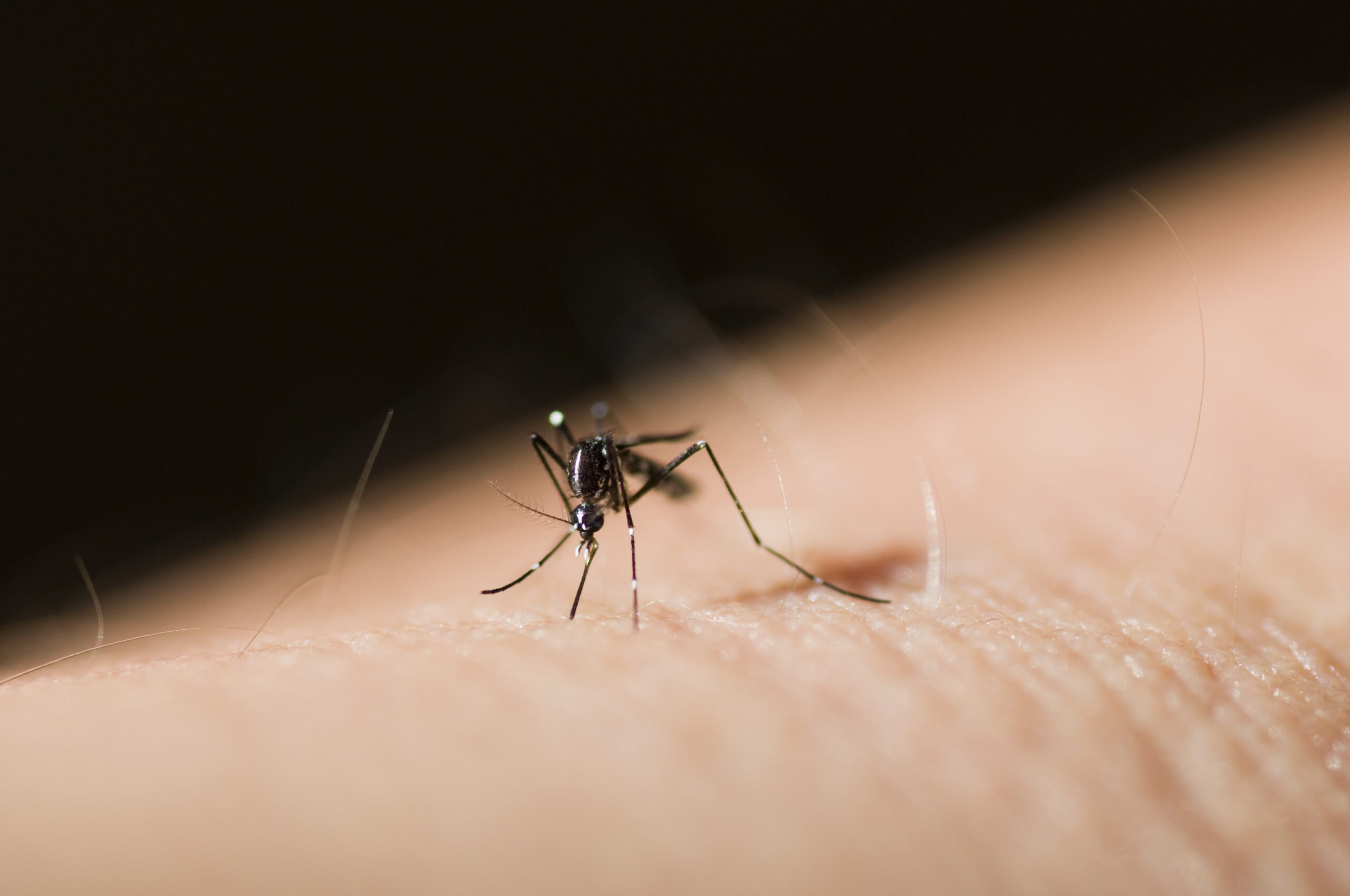 Effective Mosquito Control in Maryland with Bug Squashers | Bug Squashers of Maryland