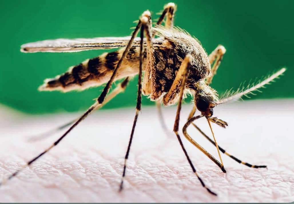 Effective Mosquito Control Tips for Your Garden | Bug Squashers of Maryland