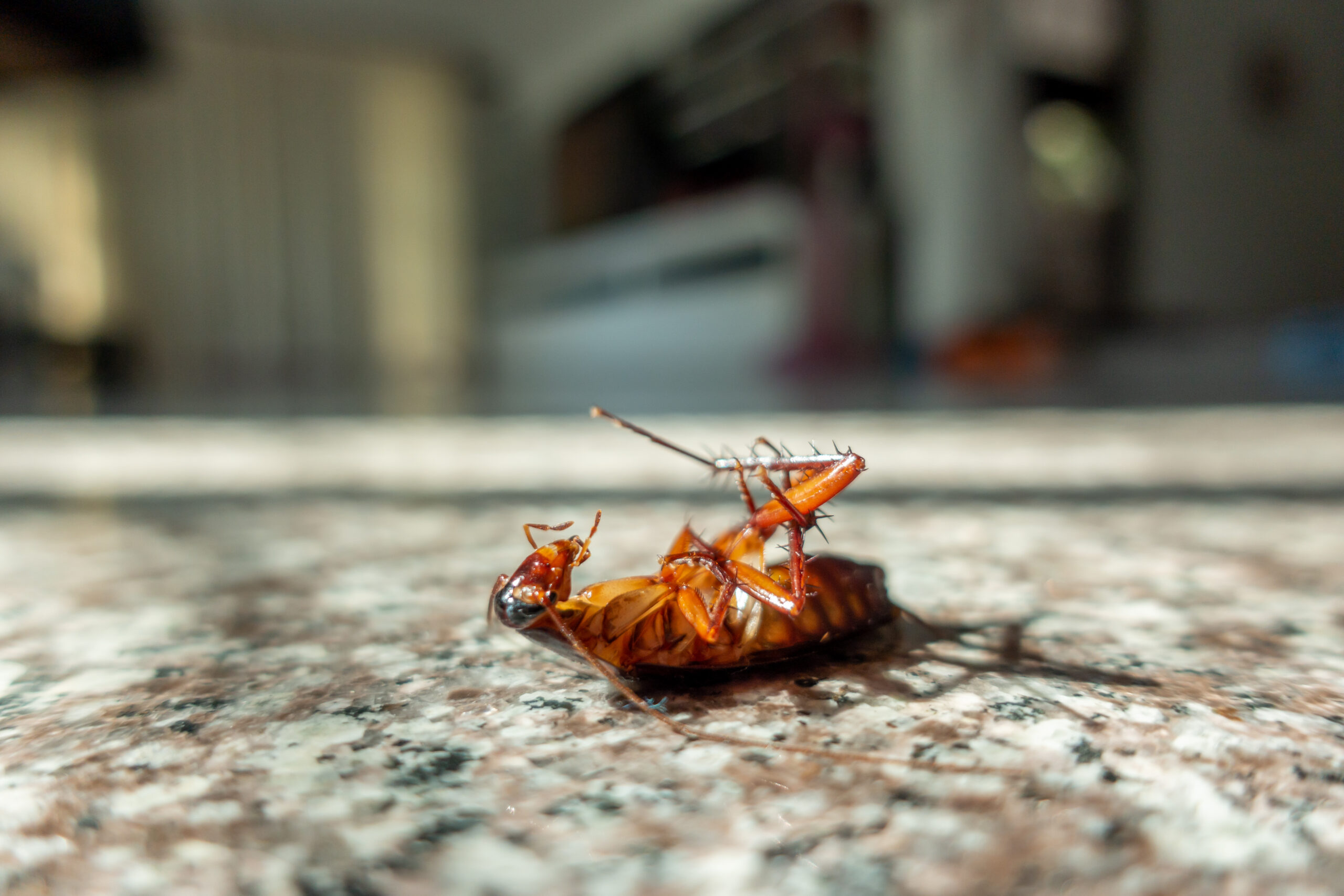 Effective Roach Control: Keep Your Home Roach-Free with Bug Squasher's Professional Extermination Services | Bug Squashers of Maryland