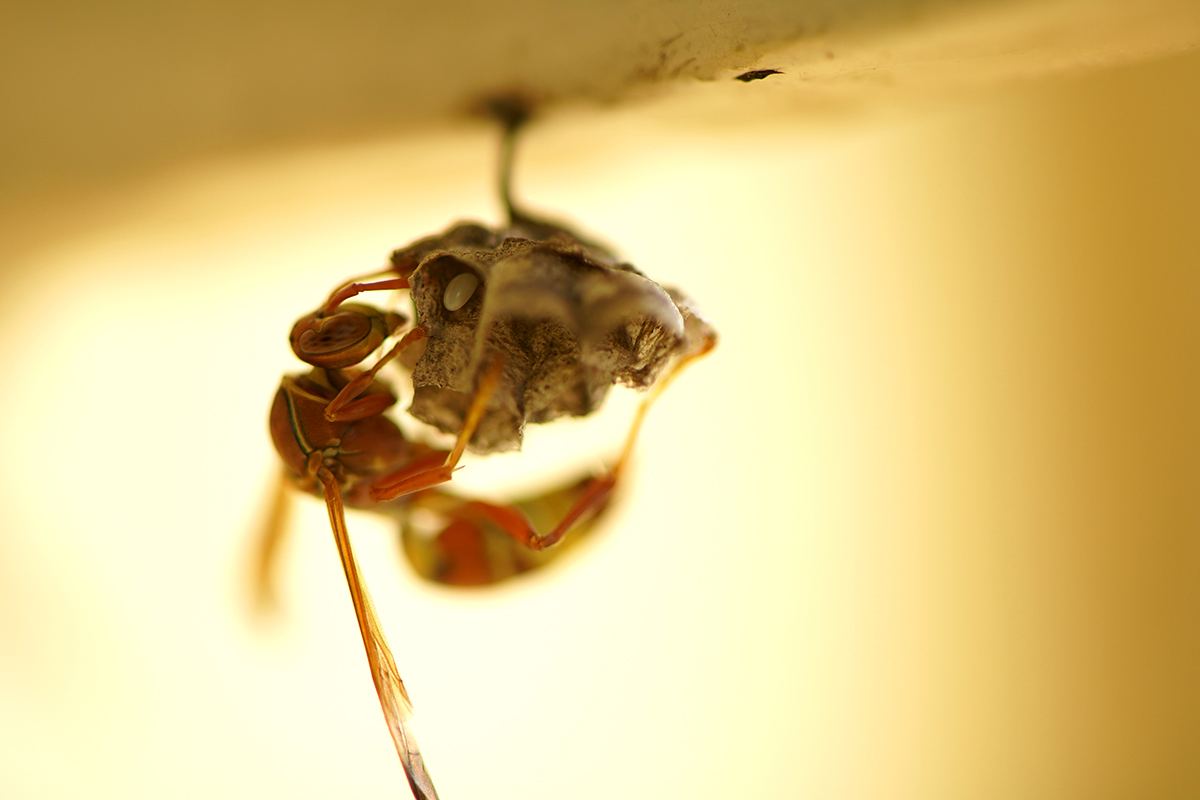 Effective Wasp Prevention and Control: Protect Your Home with Bug Squasher’s | Bug Squashers of Maryland