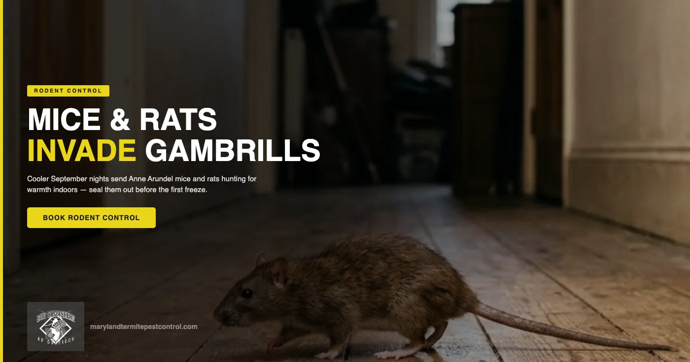 Why September Temperature Drops Send Mice and Rats Into Gambrills, MD Homes