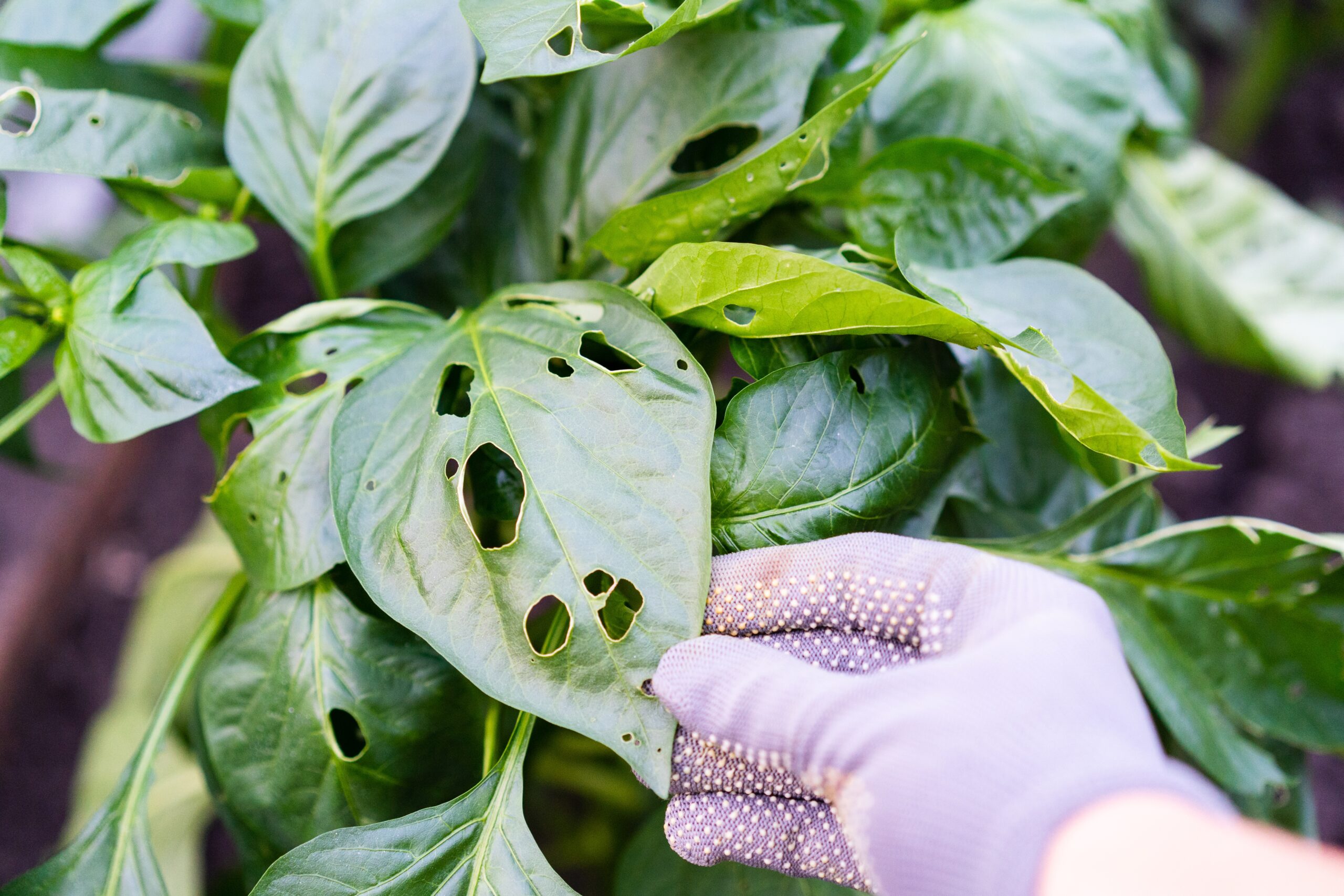 Featured Pest Control Services by Bug Squashers: Your Premier Pest Control Company in Anne Arundel County | Bug Squashers of Maryland