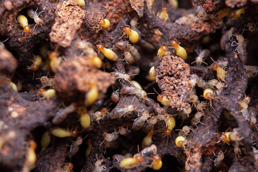 Flea Control and Extermination in Maryland | Bug Squashers of Maryland