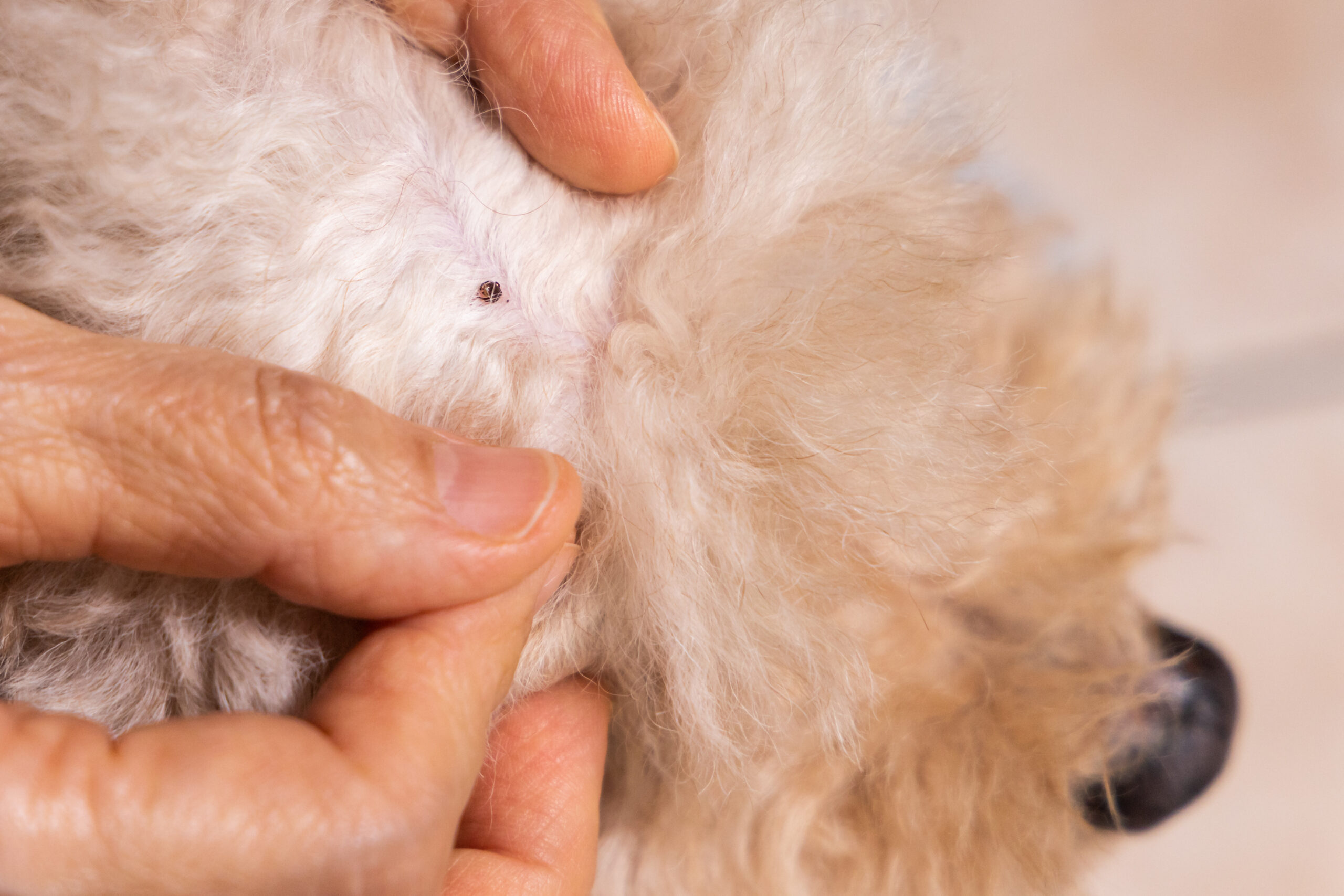 Flea Control and Extermination in Maryland: Effective Solutions by Bug Squashers | Bug Squashers of Maryland