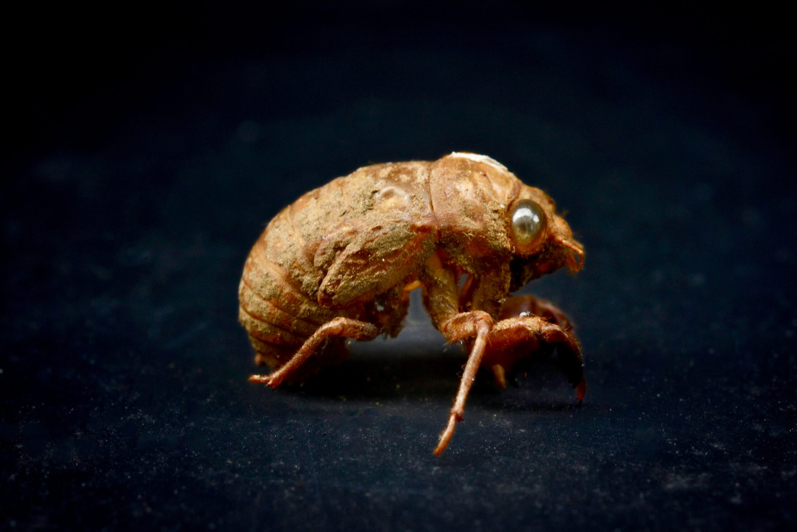 Flea Control: What Bug Squasher's Exterminators Do | Bug Squashers of Maryland
