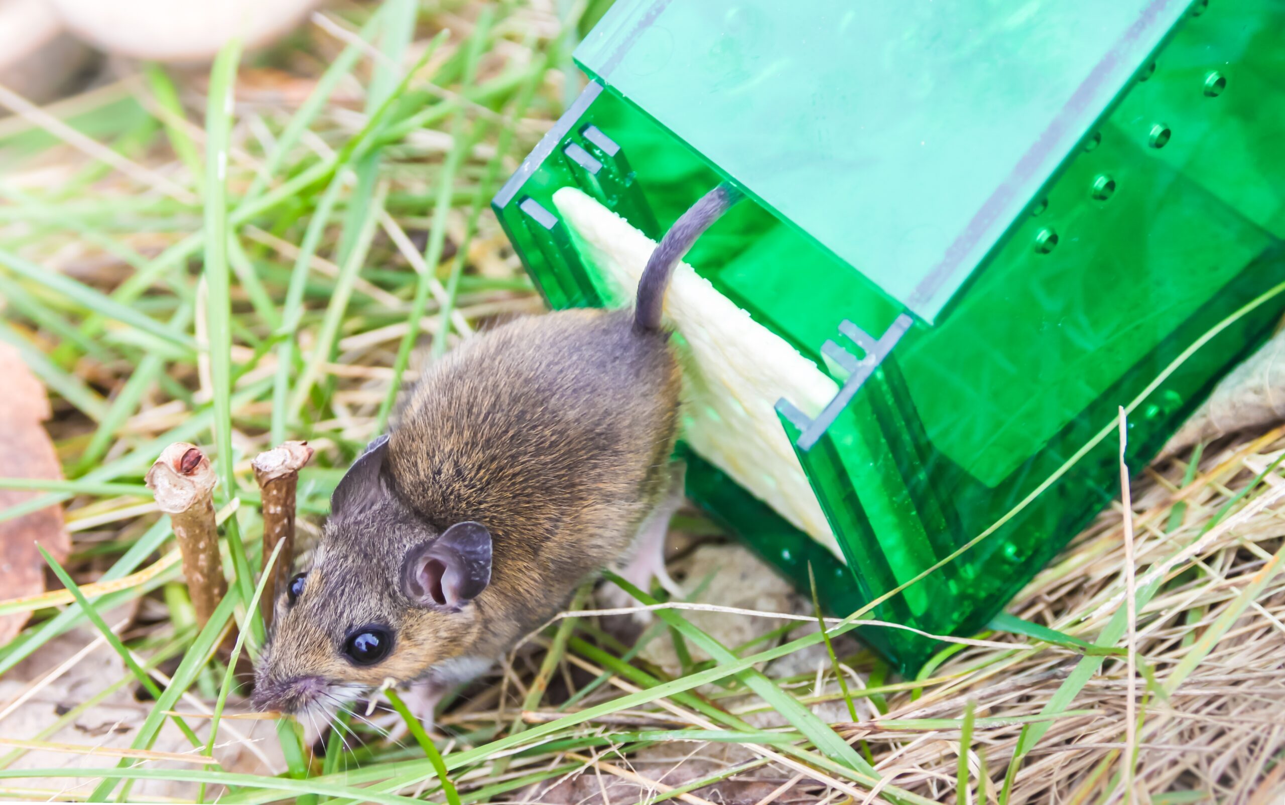 Get Rid of Pests Fast with Bug Squashers: Your Trusted Pest Control Partner in Anne Arundel County | Bug Squashers of Maryland