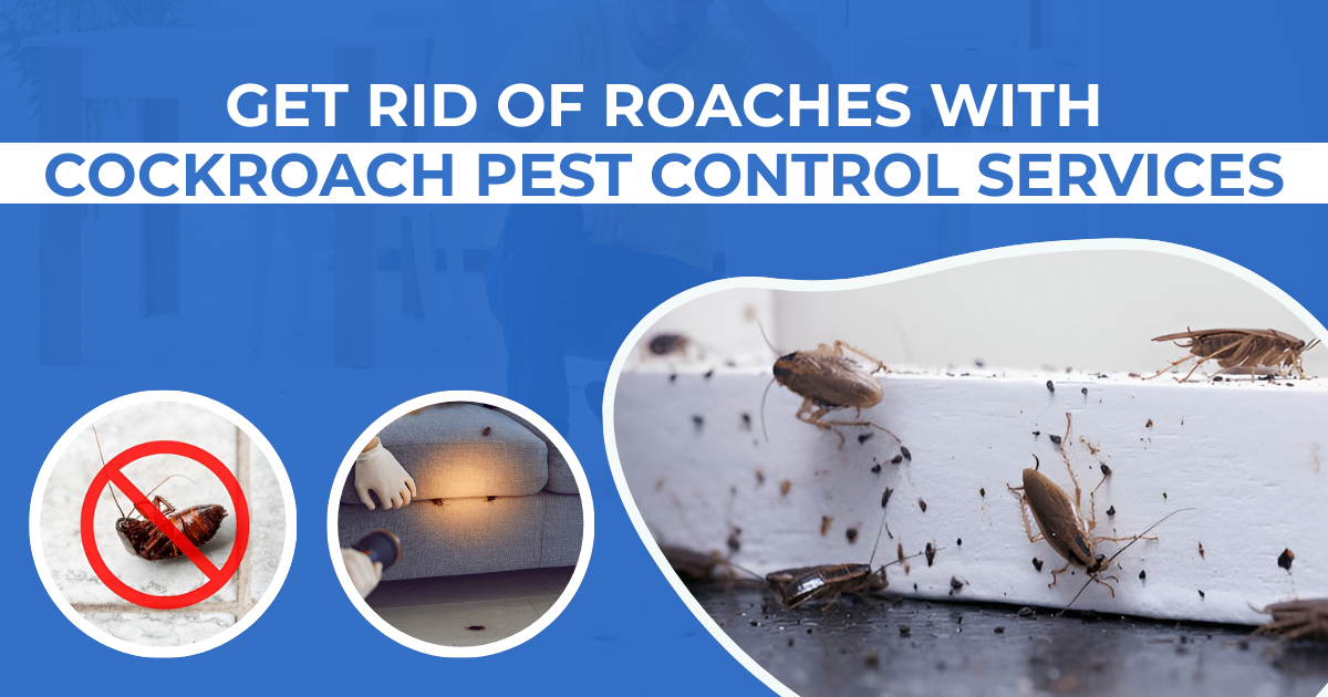 Get Rid of Roaches With Cockroach Pest Control Services | Bug Squashers of Maryland