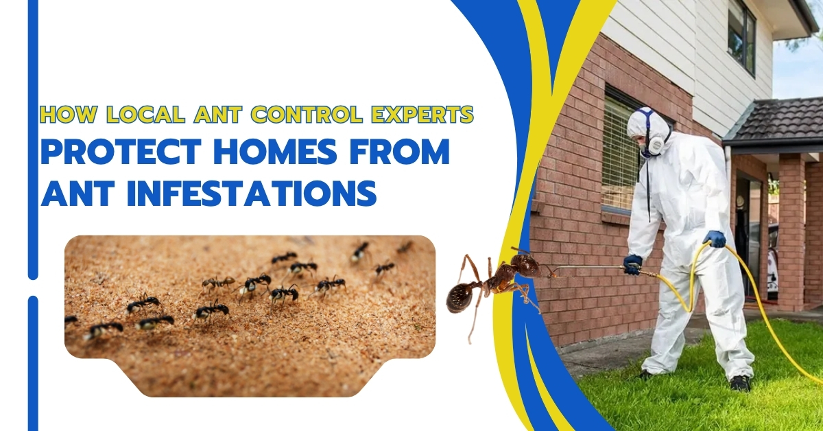 How Local Ant Control Experts Protect Homes from Ant Infestations | Bug Squashers of Maryland