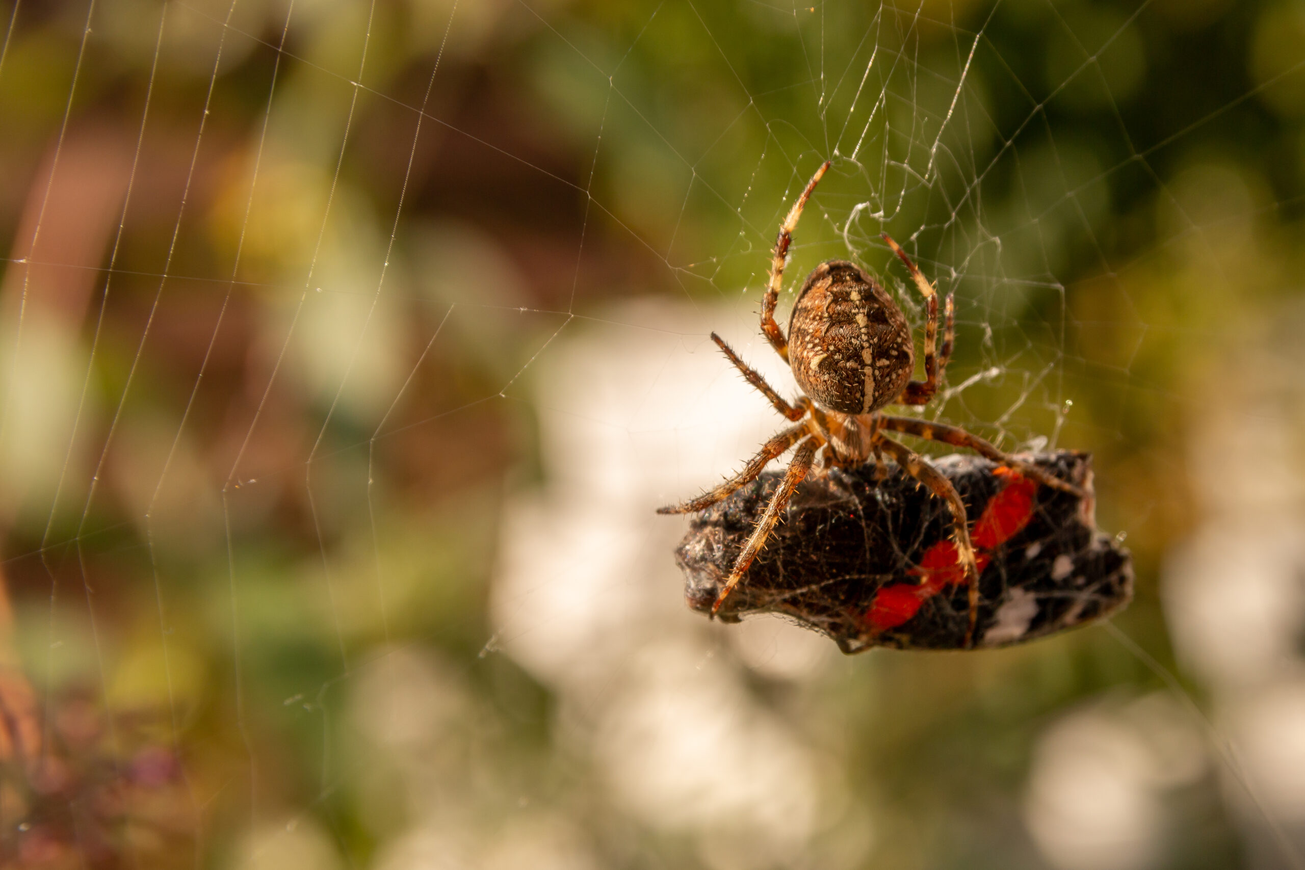 Keeping Spiders Out of Your Annapolis Home This Winter | Bug Squashers of Maryland