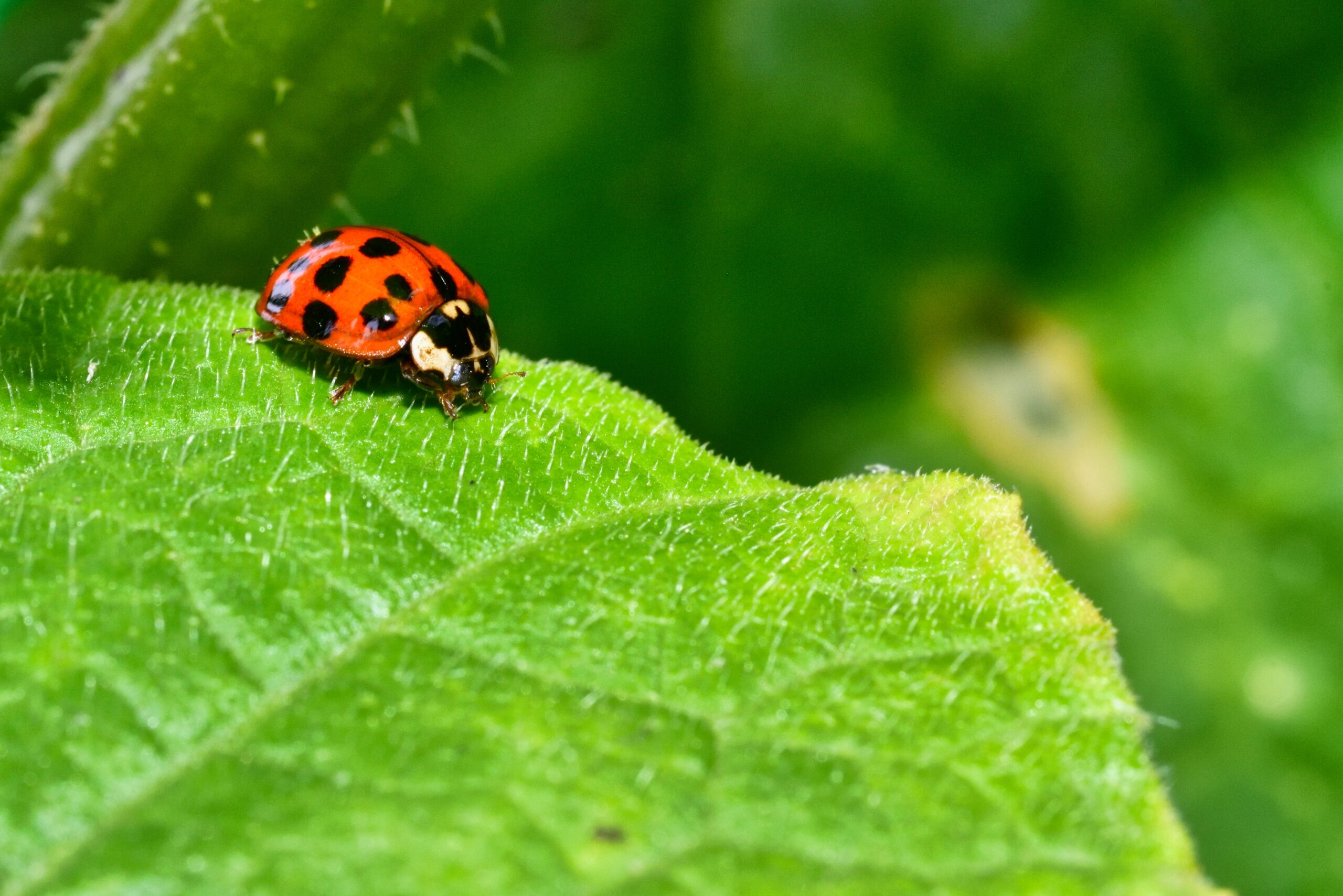 Ladybugs and Boxelder Bugs: How Bug Squasher Keeps Your Annapolis Home Pest-Free | Bug Squashers of Maryland