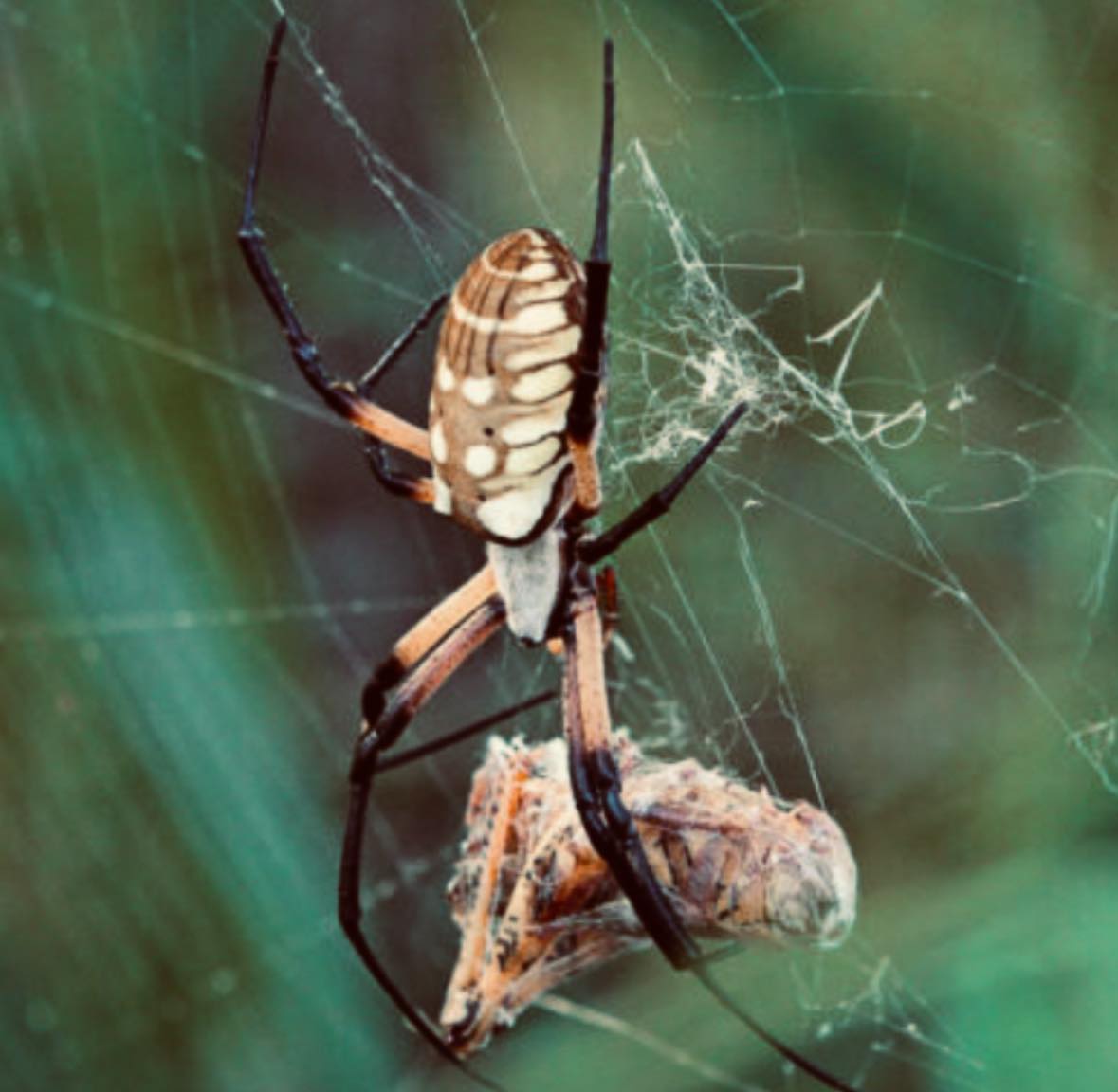 November Pests: How Bug Squasher’s Keeps Your Maryland Home Protected | Bug Squashers of Maryland