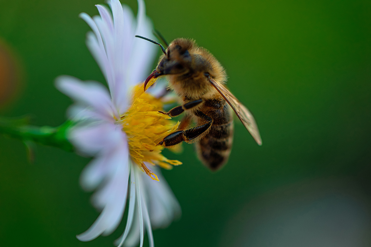 Pest Control in Annapolis, Maryland, Just Got Easier with Bug Squashers | Bug Squashers of Maryland