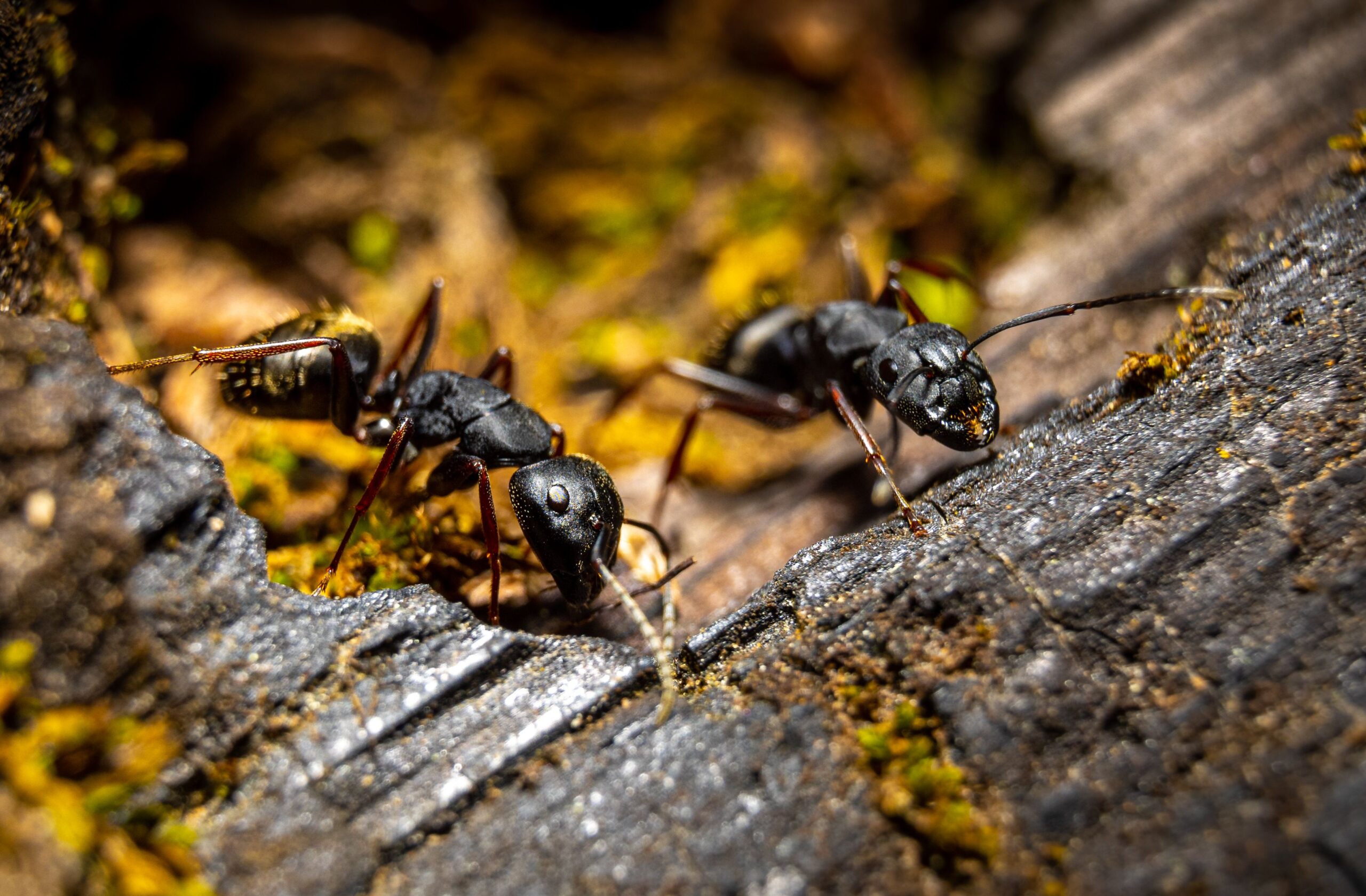Pest Control in Annapolis, Maryland Just Got Easier with Bug Squashers | Bug Squashers of Maryland