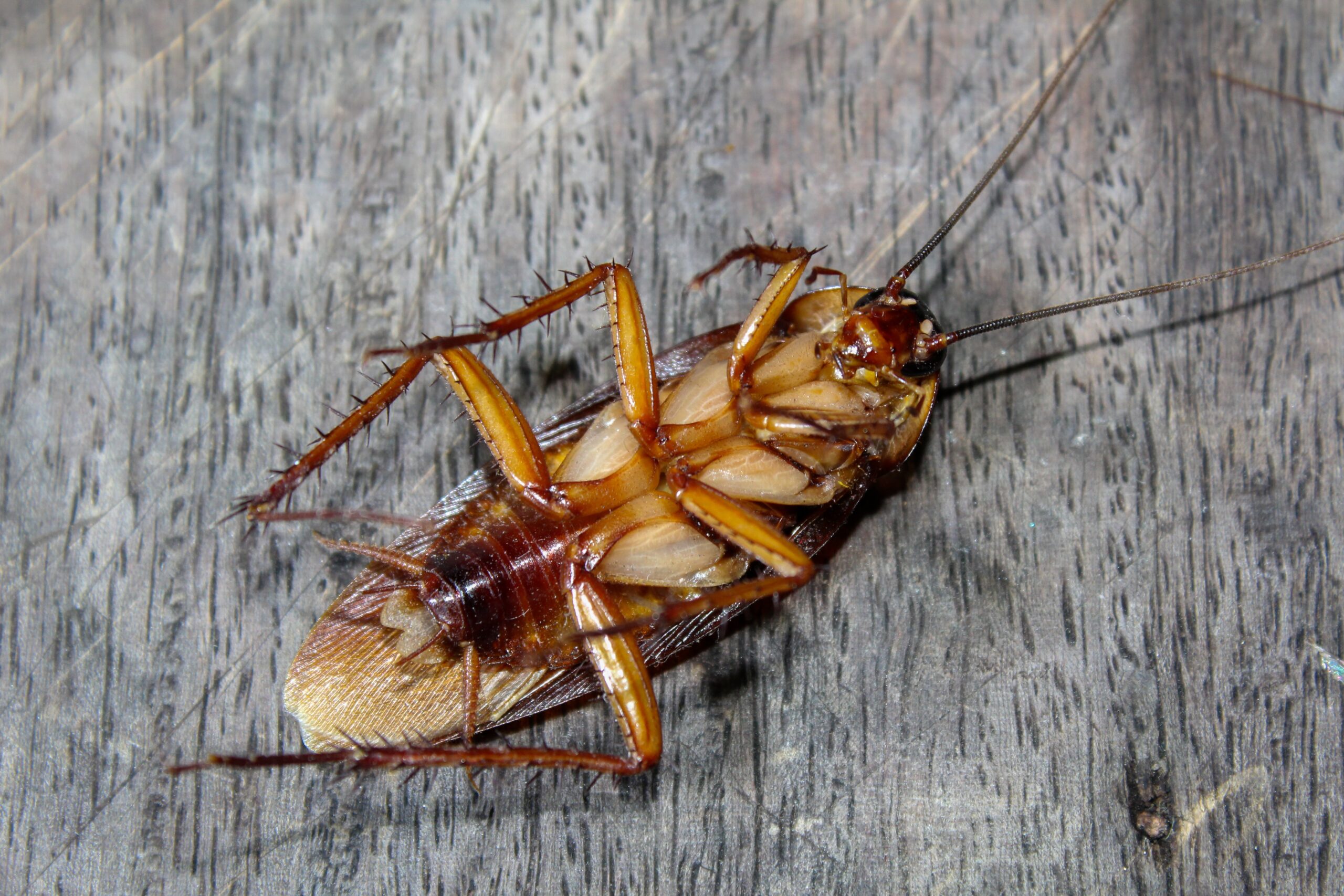Roach Control in Maryland: How Bug Squashers Keeps Your Home and Business Pest-Free | Bug Squashers of Maryland