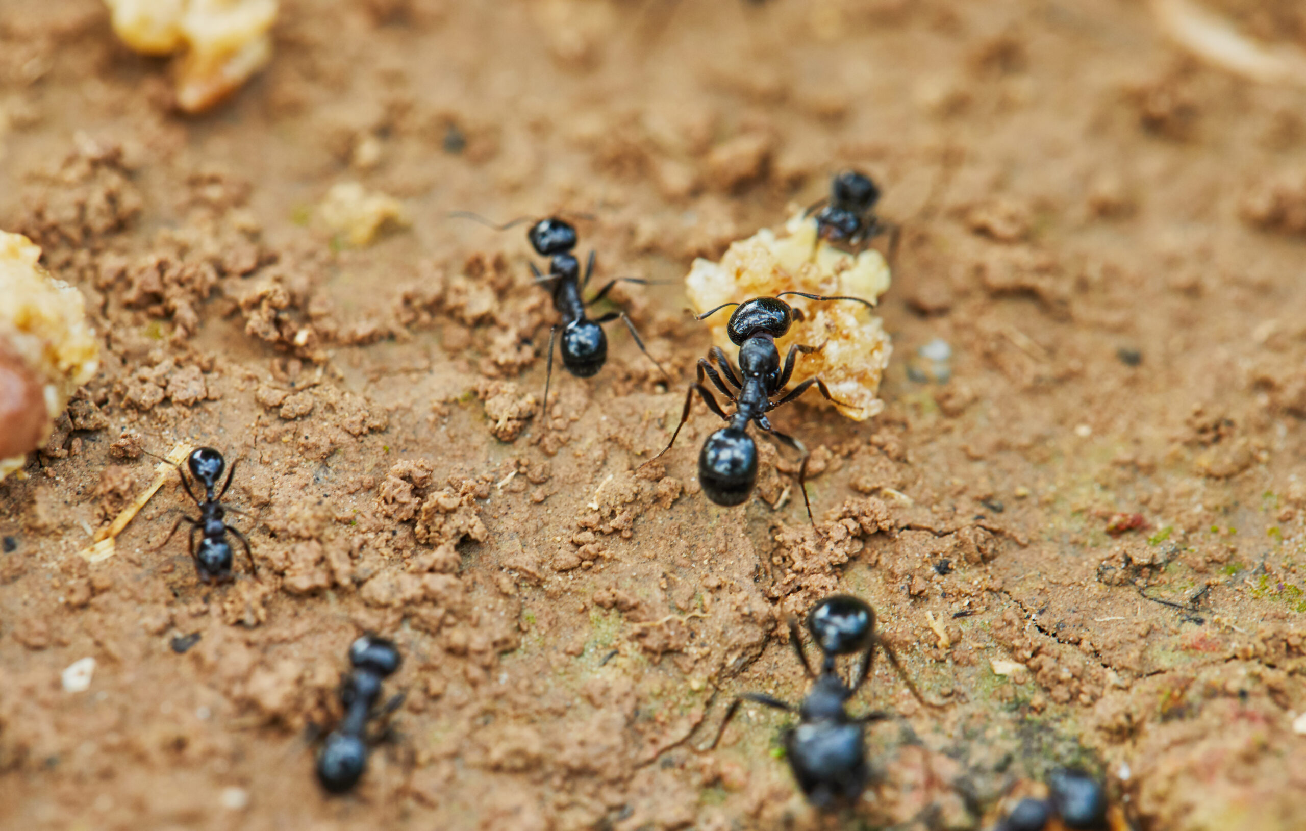 September Pest Control Tips for Maryland: Protect Your Home Before Fall | Bug Squashers of Maryland