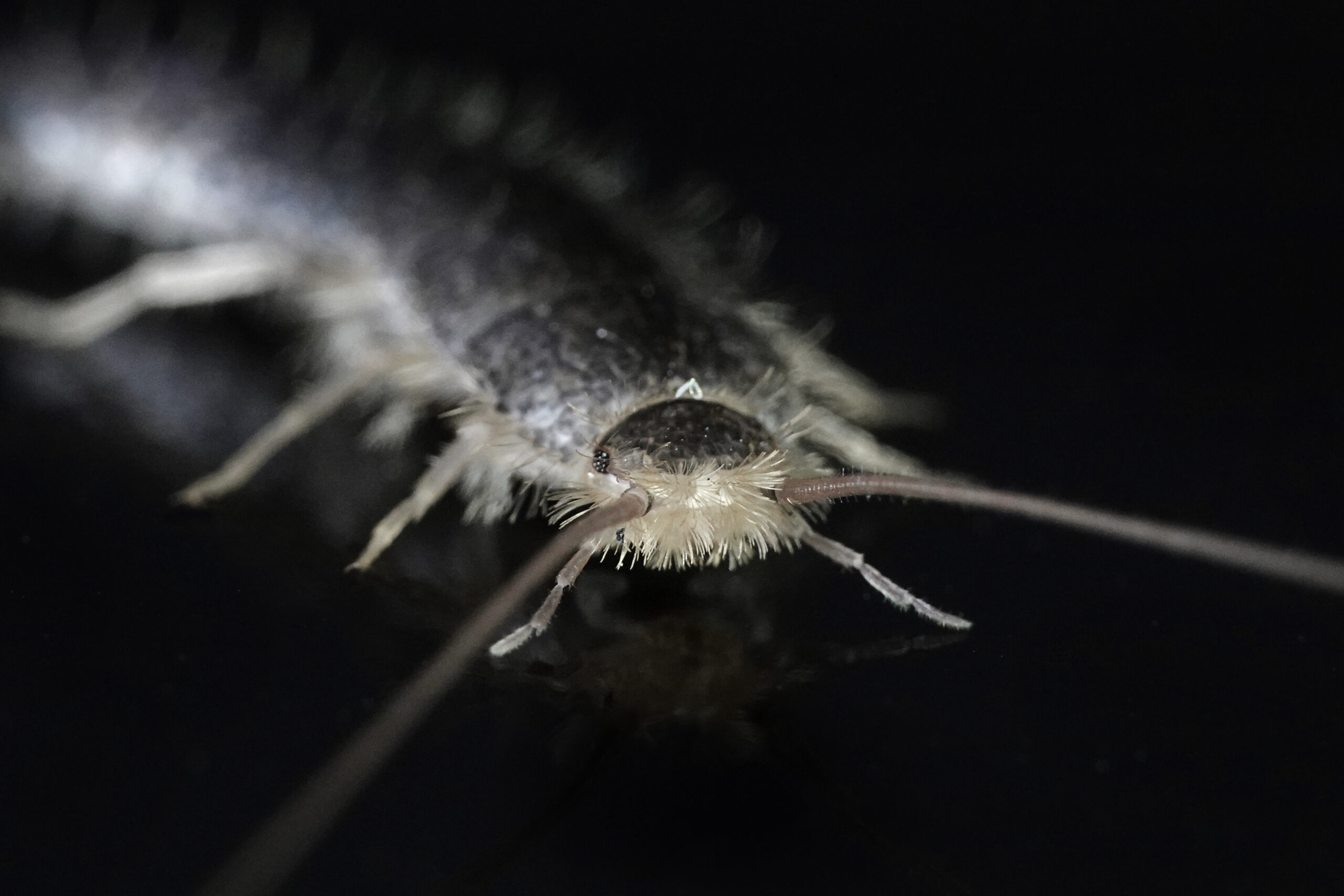 Silverfish Prevention in November: Keep Your Home Pest-Free with Bug Squasher’s Expert Solutions | Bug Squashers of Maryland