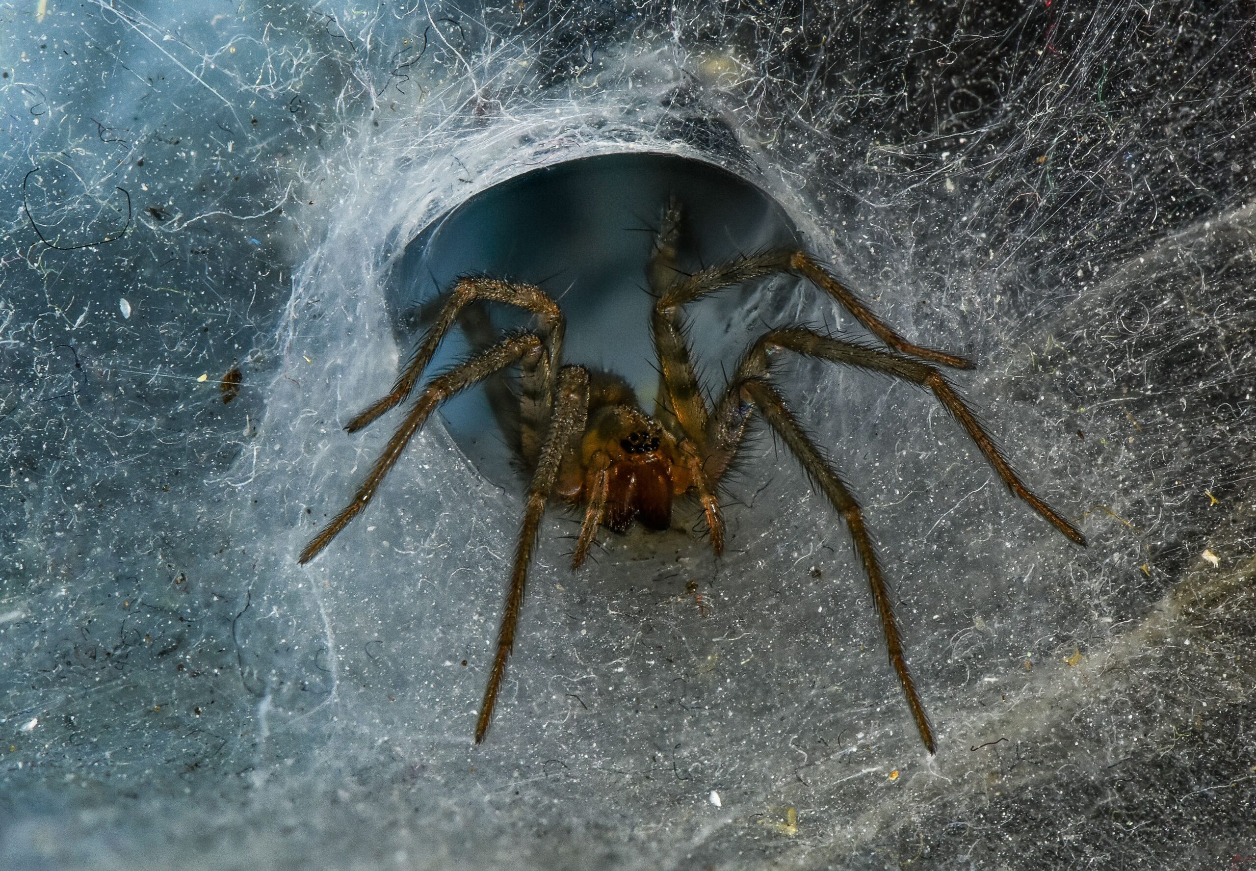 Spooky Season Is Here: How to Keep Your Home Safe From Spiders This Halloween | Bug Squashers of Maryland