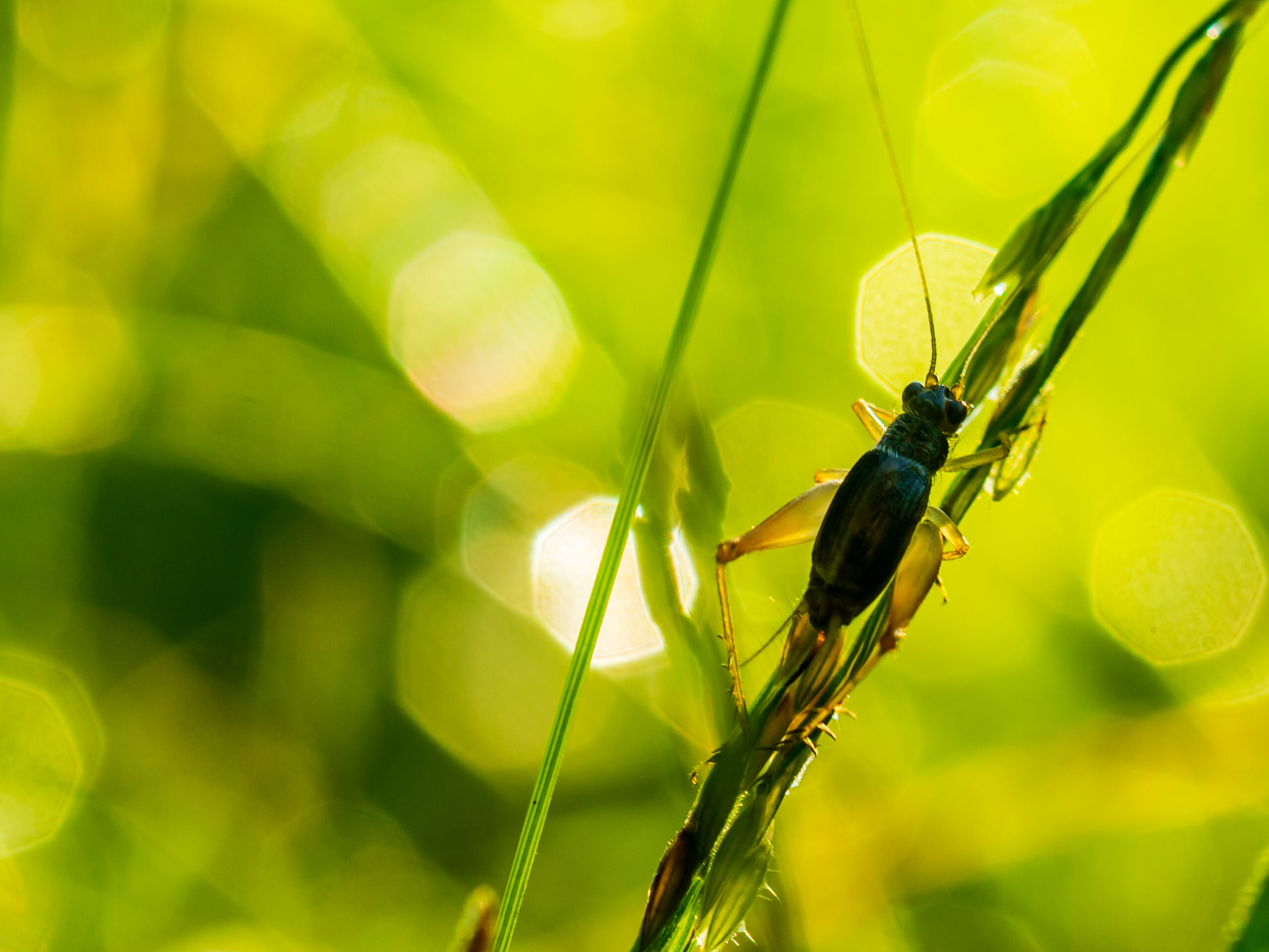 Spricket & Cave Cricket Pest Control: Your Guide to a Pest-Free Home | Bug Squashers of Maryland