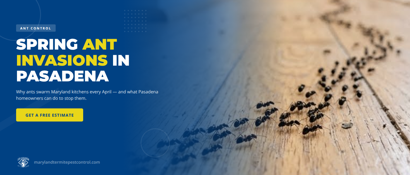 Spring Ant Invasions in Pasadena, MD - Why Ants Swarm Maryland Kitchens in April | Bug Squashers of Maryland