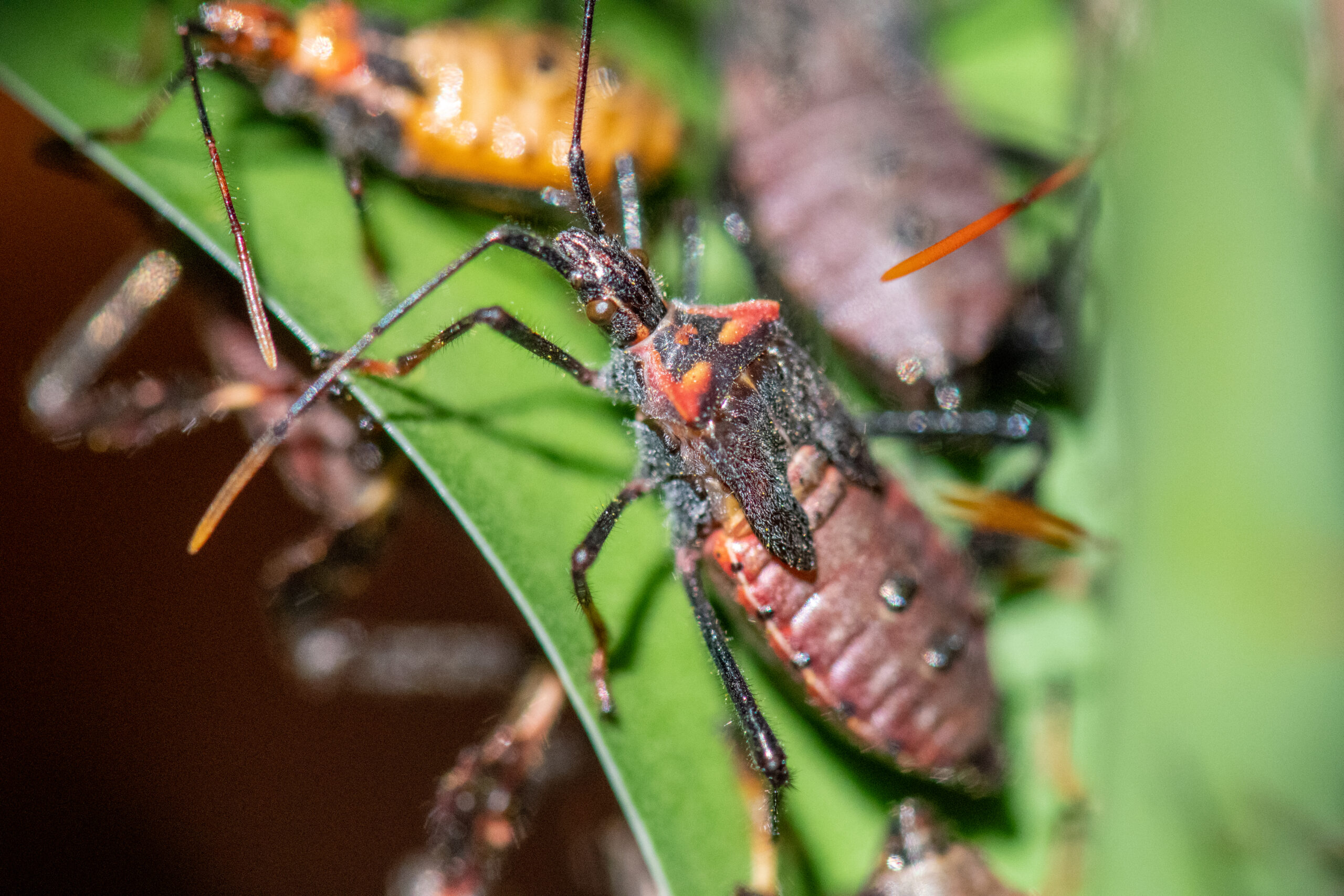 Stink Bug Pest Control Services in Annapolis, Maryland: Protect Your Home with Bug Squasher | Bug Squashers of Maryland