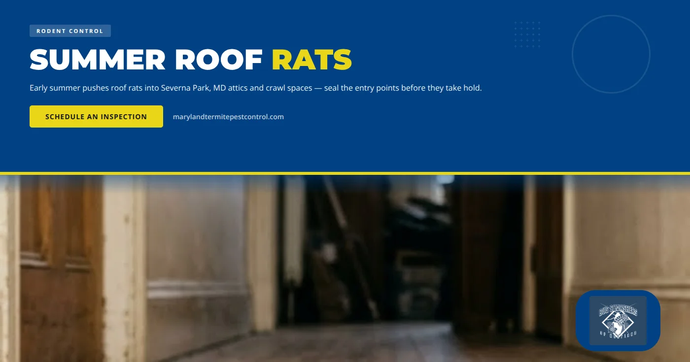 Summer Roof Rats in Severna Park, MD