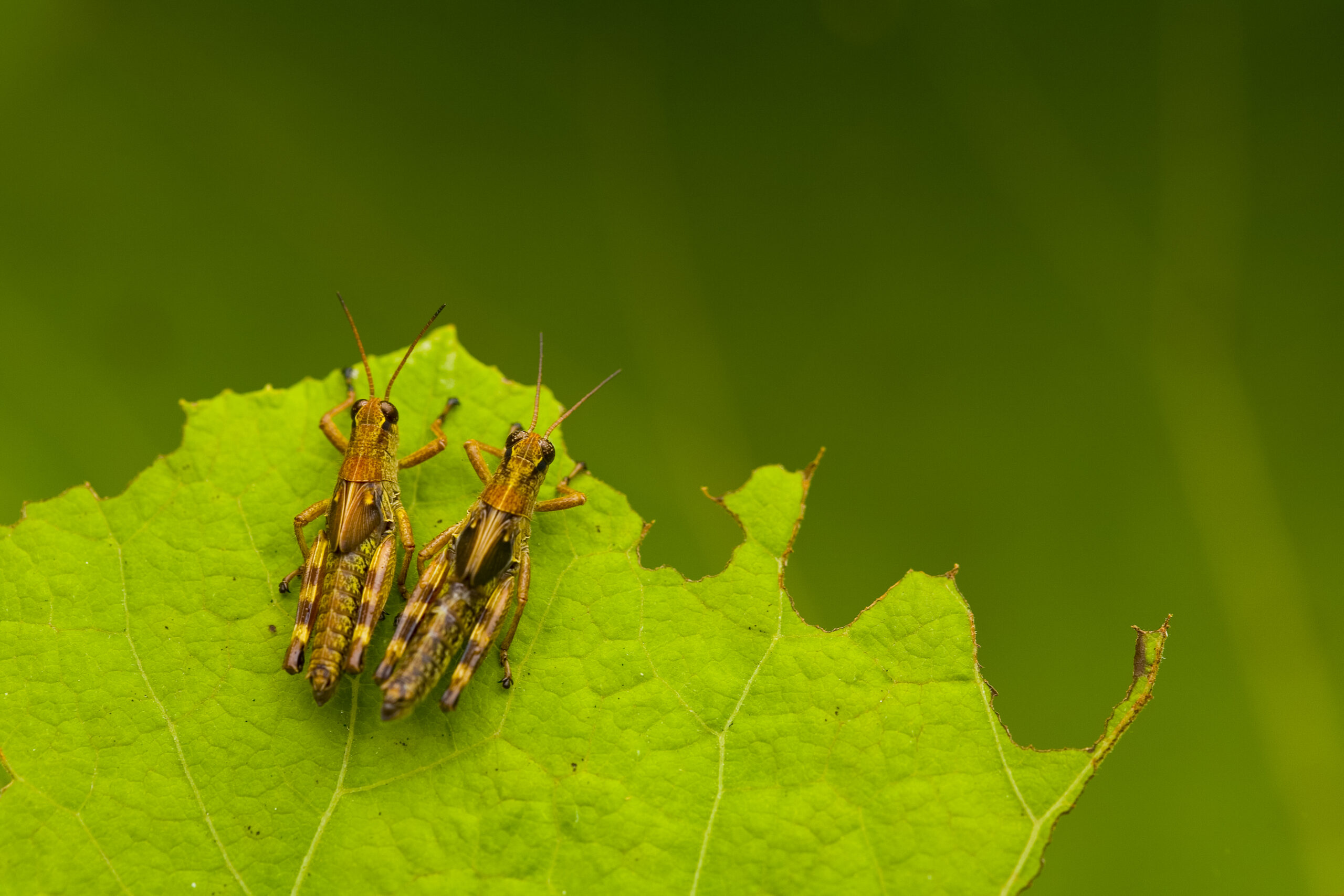 Termite Control in Maryland: Effective Solutions by Bug Squashers | Bug Squashers of Maryland