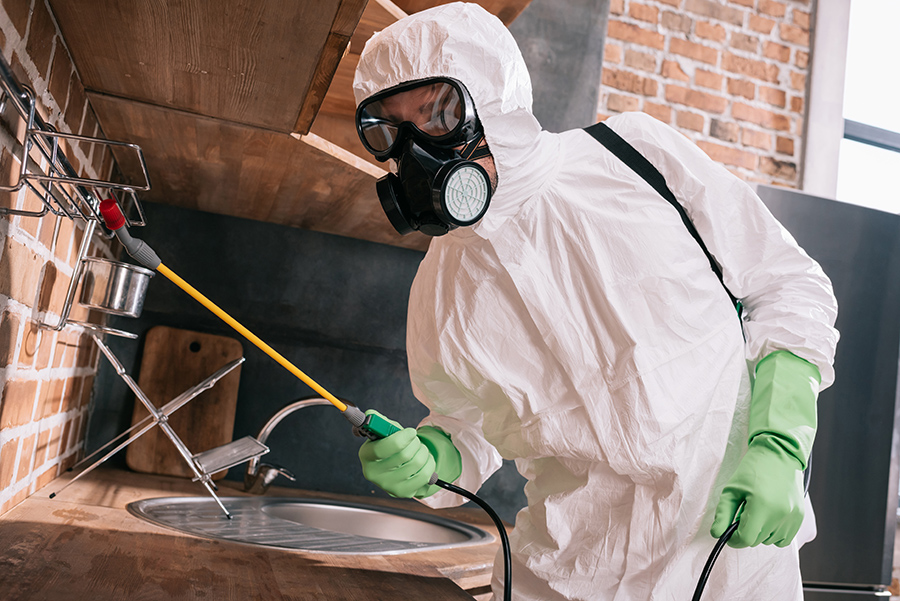Termite Control in Maryland: How Bug Squashers Protects Your Property | Bug Squashers of Maryland