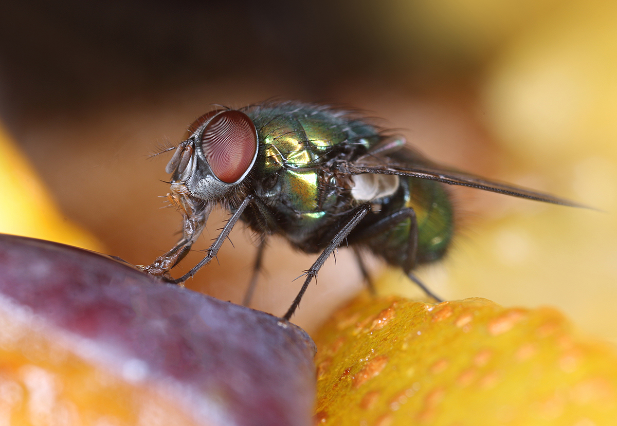 The Importance of Professional Pest Control in Annapolis, Glen Burnie, Ellicott City, and Surrounding Areas | Bug Squashers of Maryland