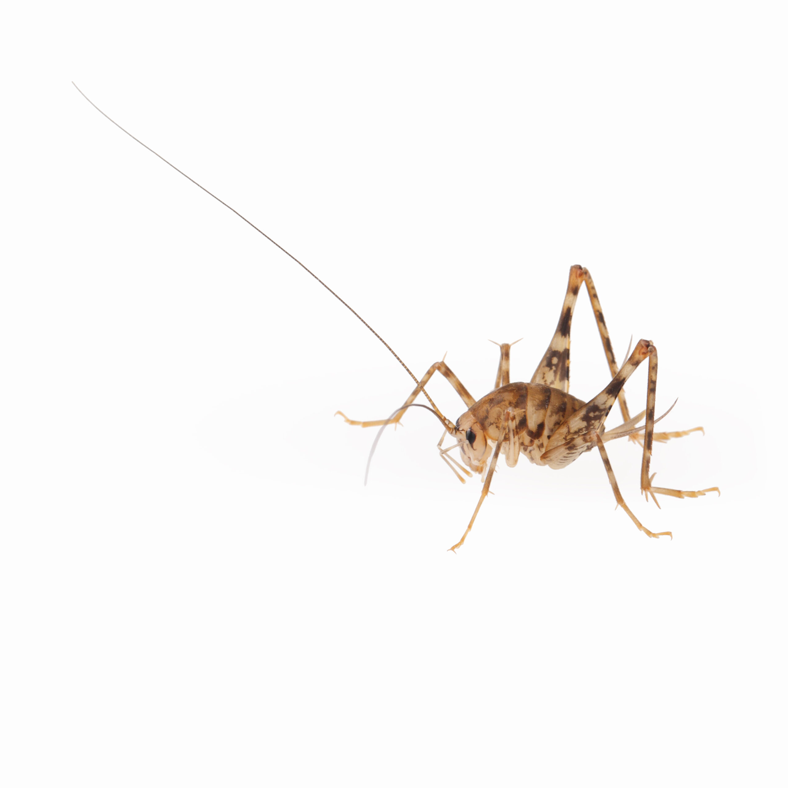 The Ultimate Guide to Spricket & Cave Cricket Pest Control in Maryland | Bug Squashers of Maryland