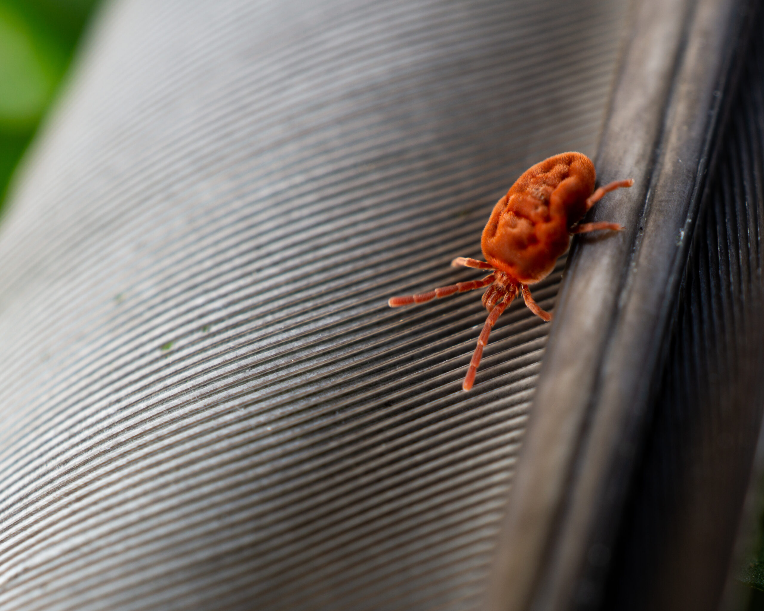 Tick Control: Keeping Your Maryland Property Safe and Tick-Free | Bug Squashers of Maryland