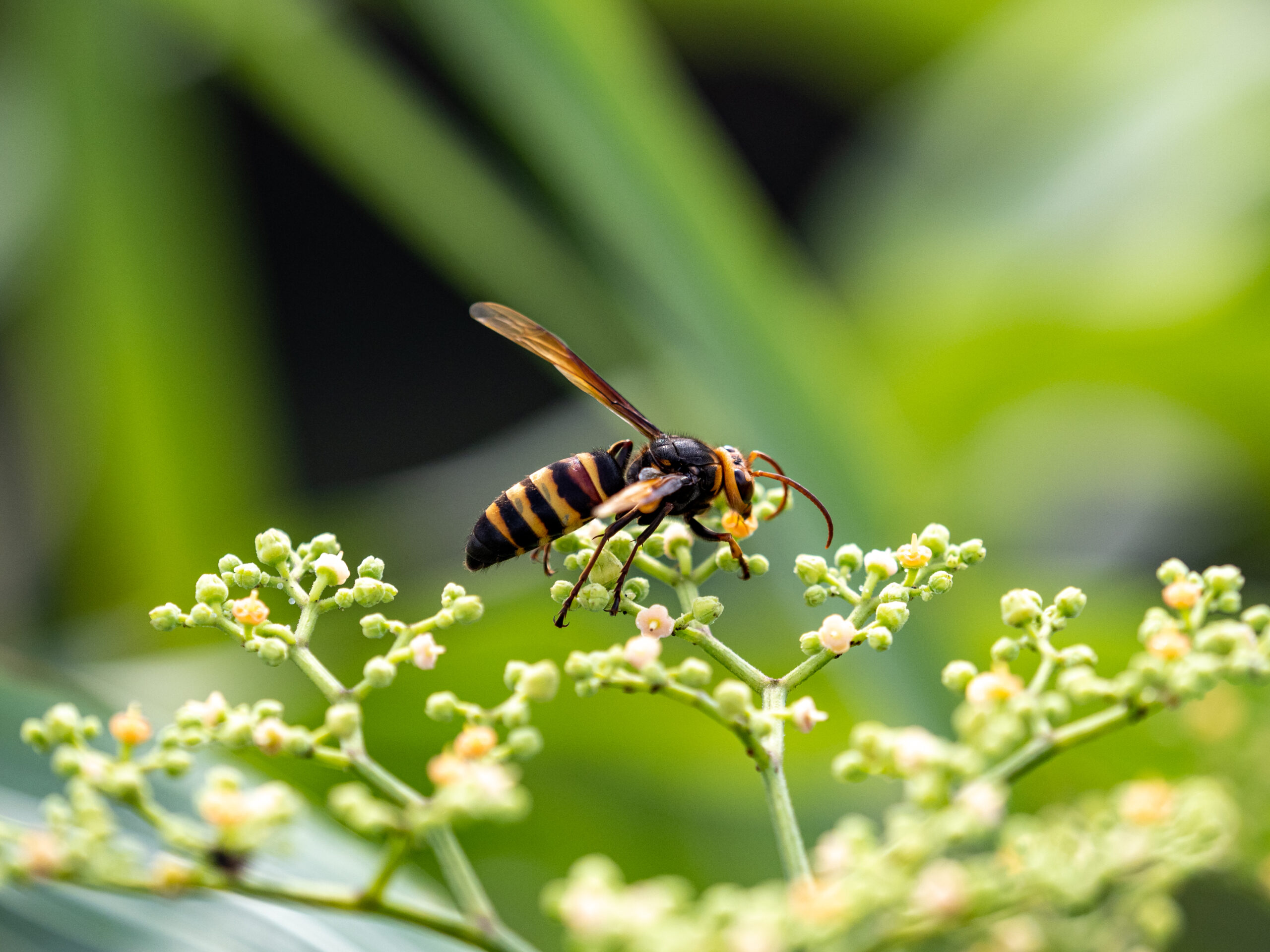 Wasp Control in Maryland: Effective Solutions by Bug Squashers | Bug Squashers of Maryland