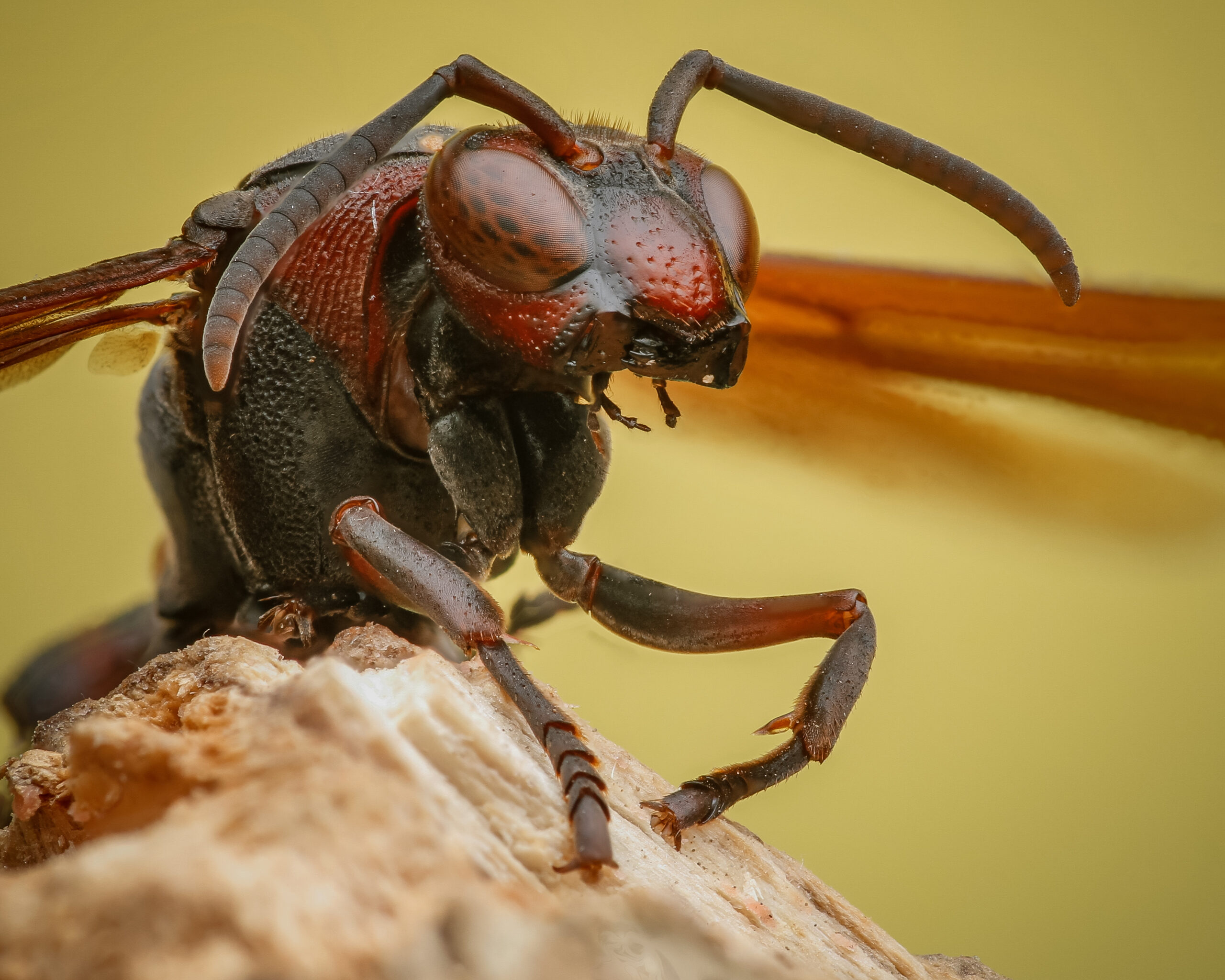 Wasp Control in Maryland: Effective Solutions with Bug Squashers | Bug Squashers of Maryland