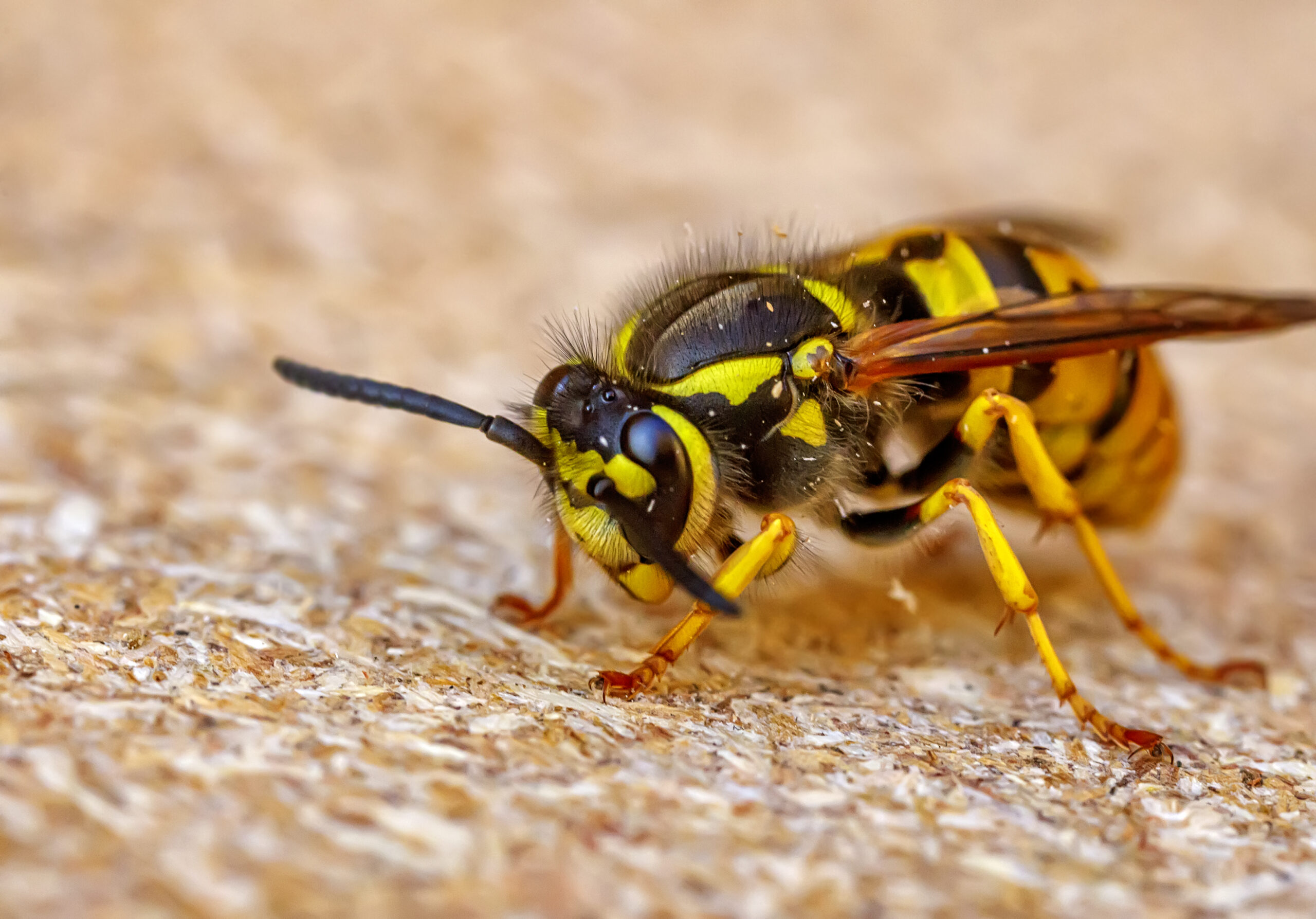 Wasp Control in Maryland: Protect Your Home and Business | Bug Squashers of Maryland